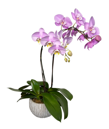Twin Purple Phalaenopsis in round ceramic pot