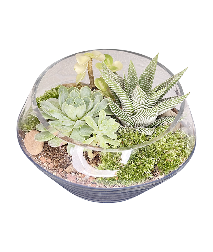 Classic Terrarium 01