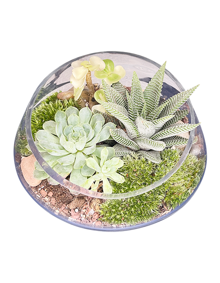 Classic Terrarium 01