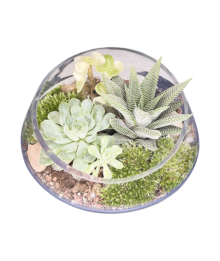 Classic Terrarium 01