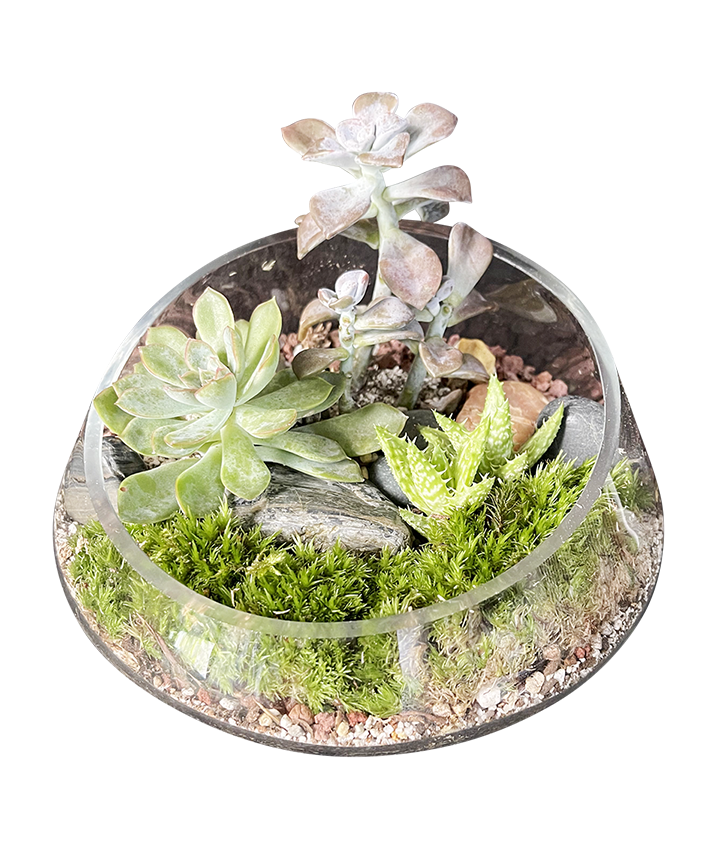 Contemporary Terrarium 03