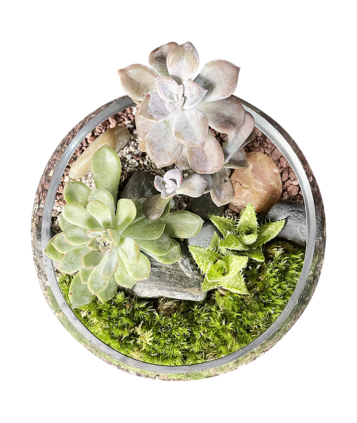 Contemporary Terrarium 03