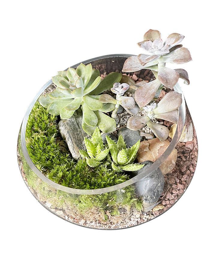 Contemporary Terrarium 03