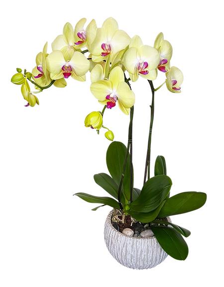 Twin Yellow Phalaenopsis in round ceramic pot