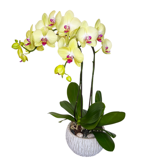 Twin Yellow Phalaenopsis in round ceramic pot