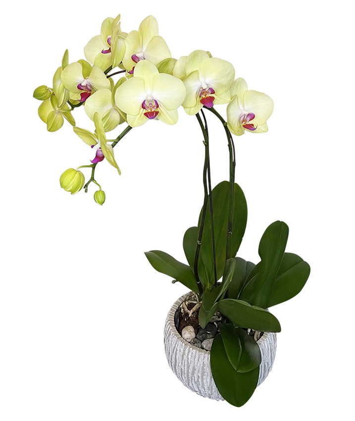 Twin Yellow Phalaenopsis in round ceramic pot