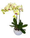 Twin Yellow Phalaenopsis in round ceramic pot