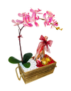 Phalaenopsis Orchid Luxury set ( silk orchid and wine)