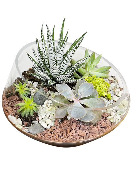Classic Terrarium 02