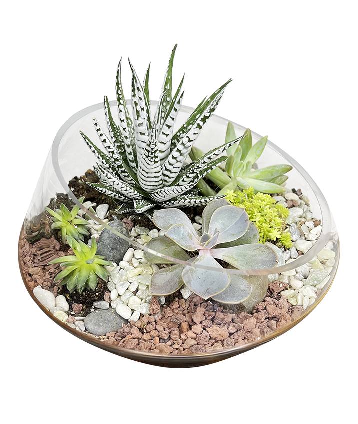 Modern Terrarium 01