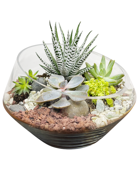 Modern Terrarium 01