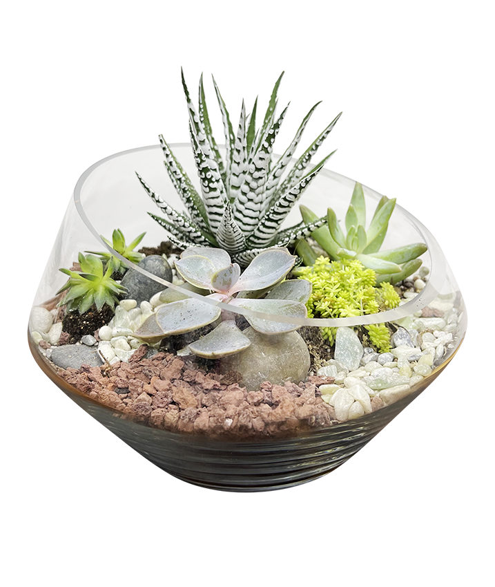 Modern Terrarium 01