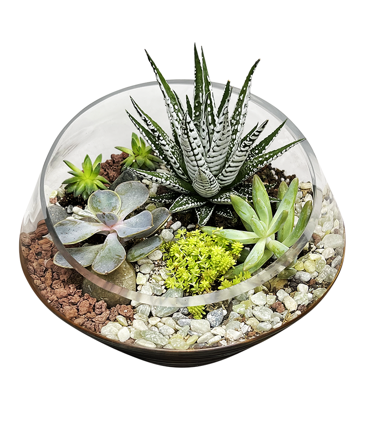 Modern Terrarium 01