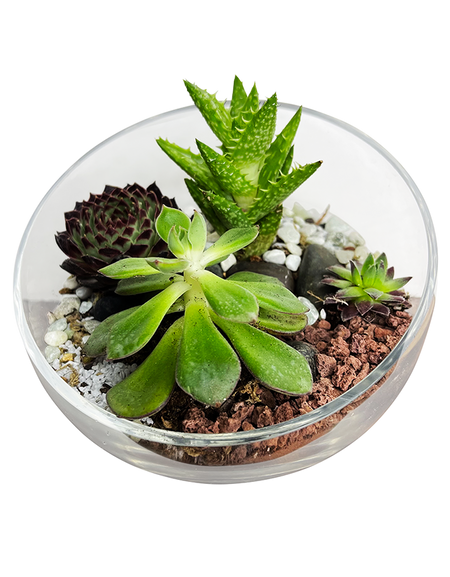 Mini Exotic Terrarium Garden 2