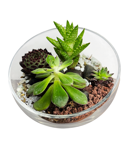 DIY Workshop I Mini Exotic Terrarium Garden