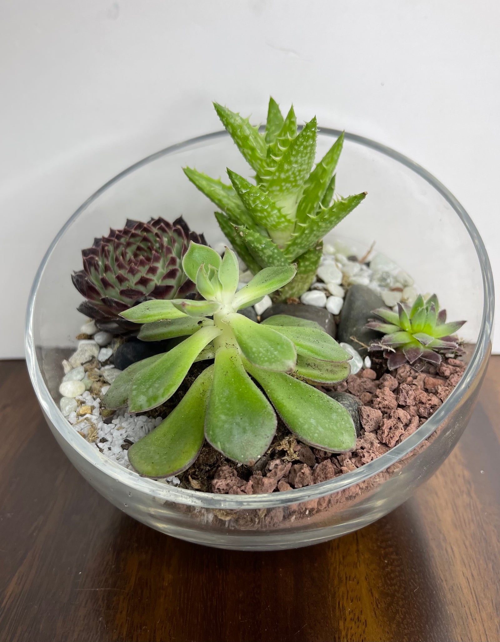 Mini Exotic Terrarium Garden 2