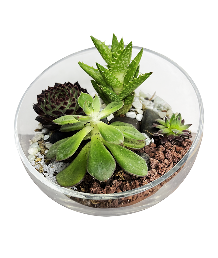Mini Exotic Terrarium Garden 2