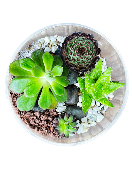Mini Exotic Terrarium Garden 2