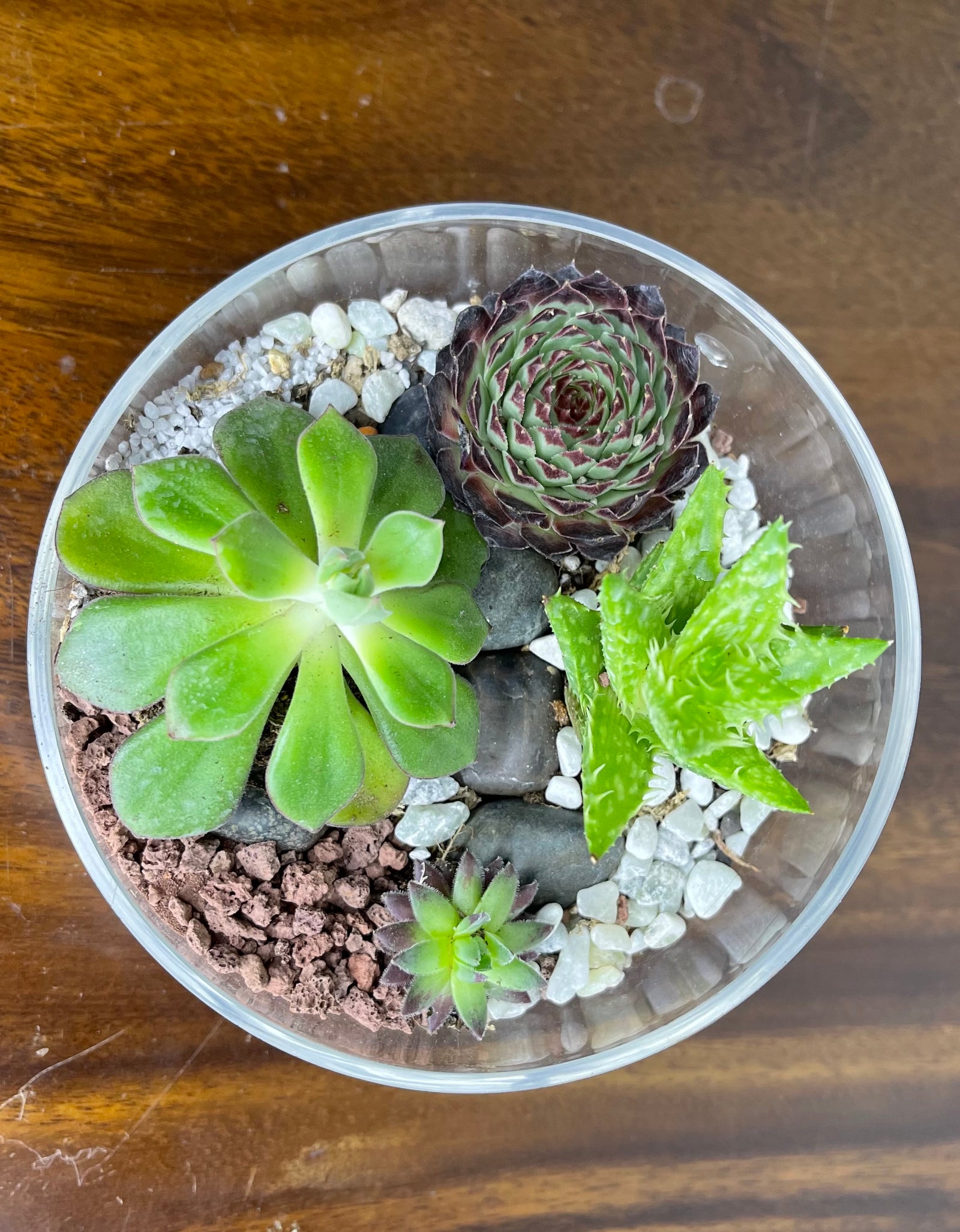 Mini Exotic Terrarium Garden 2