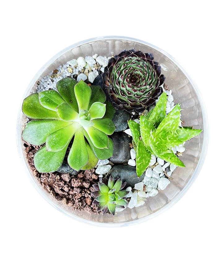 Mini Exotic Terrarium Garden 2