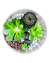 DIY Workshop I Mini Exotic Terrarium Garden
