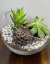 DIY Workshop I Mini Exotic Terrarium Garden