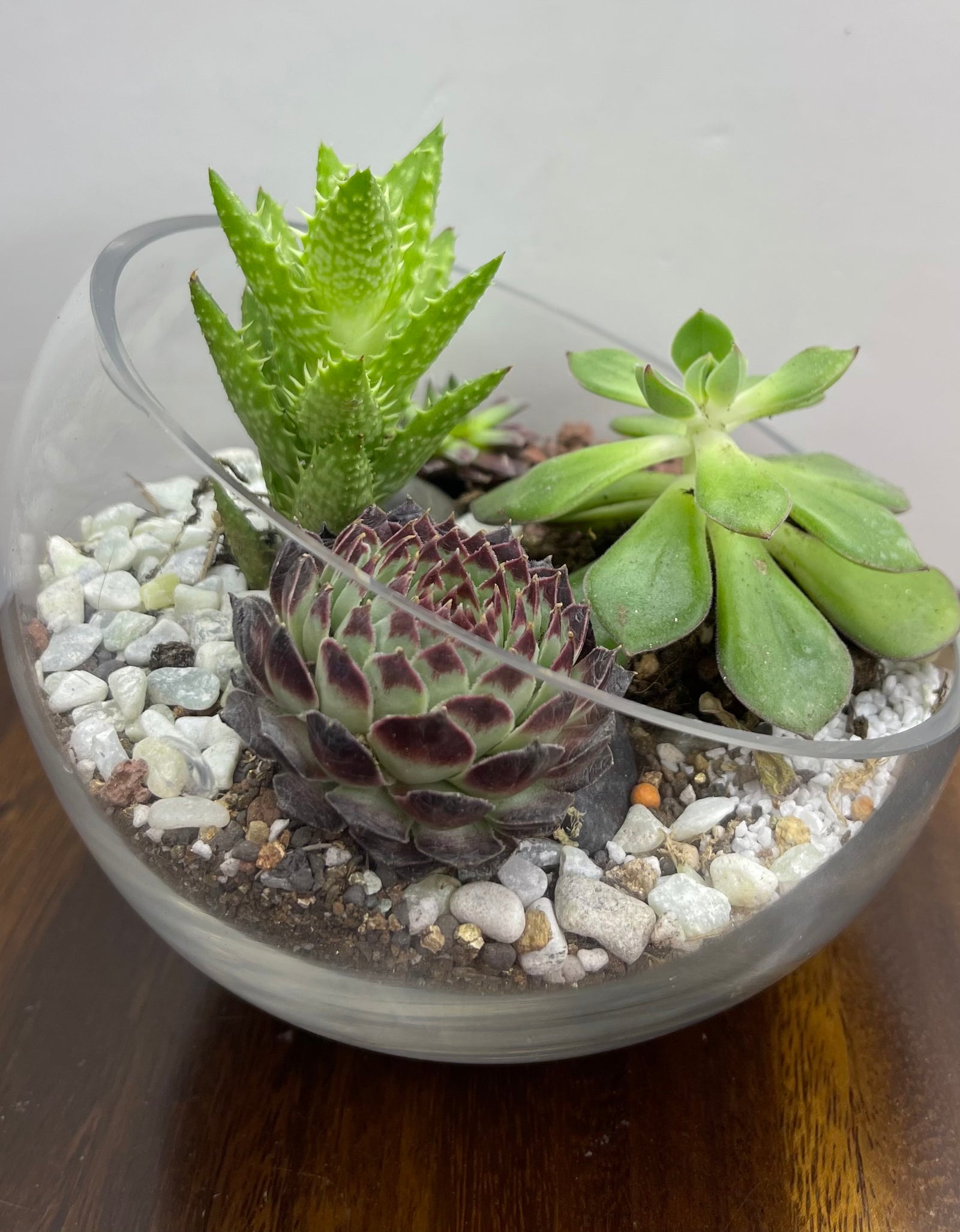 Mini Exotic Terrarium Garden 2