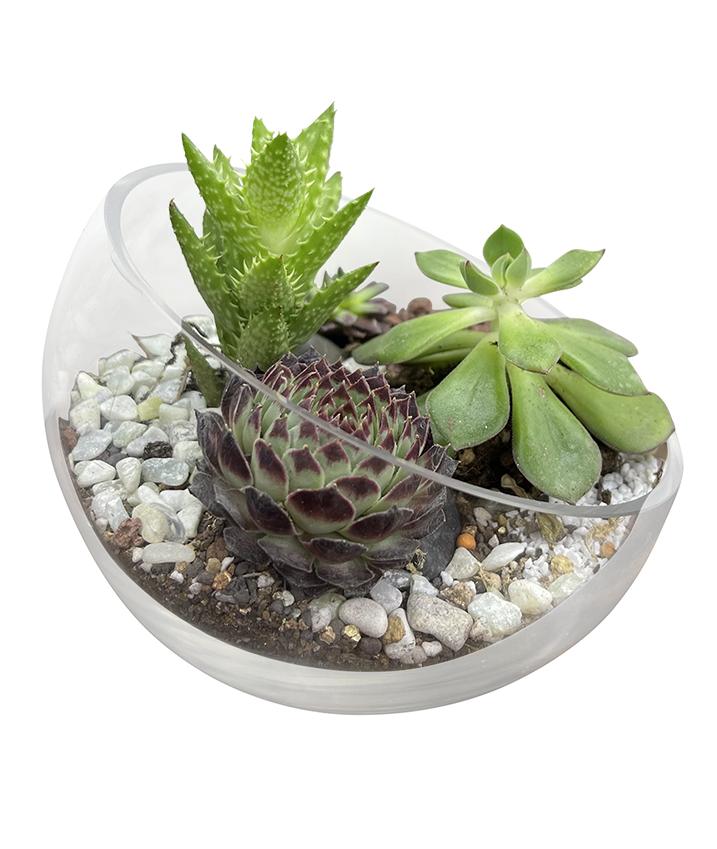 Mini Exotic Terrarium Garden 2