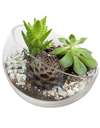 DIY Workshop I Mini Exotic Terrarium Garden