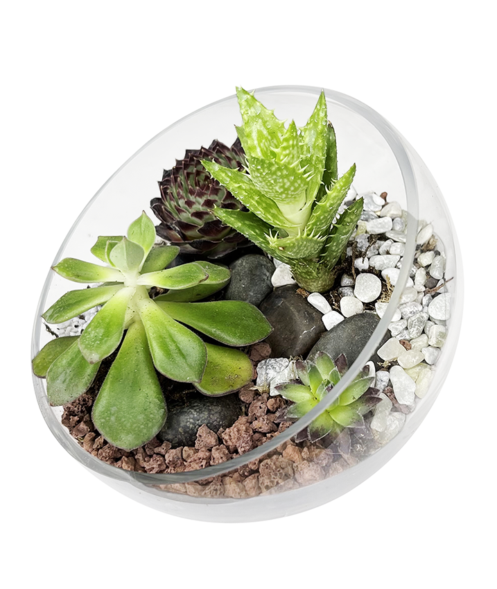 Mini Exotic Terrarium Garden 2