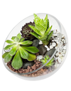DIY Workshop I Mini Exotic Terrarium Garden