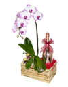 Phalaenopsis Orchid Luxury set (fresh orchid)