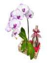 Phalaenopsis Orchid Luxury set (fresh orchid)