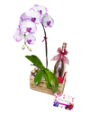 Phalaenopsis Orchid Luxury set (fresh orchid)