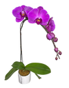 Single Purple Phalaenopsis Orchid in round ceramic pot