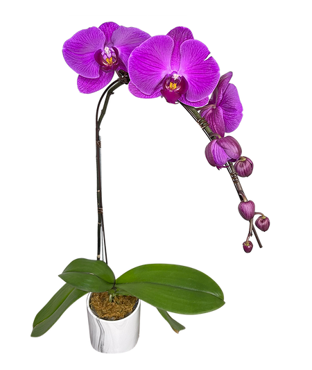 Single Purple Phalaenopsis Orchid