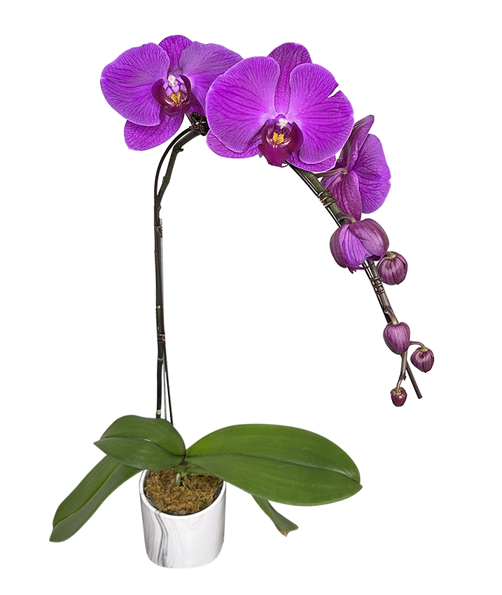Single Purple Phalaenopsis Orchid