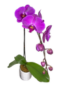 Single Purple Phalaenopsis Orchid in round ceramic pot
