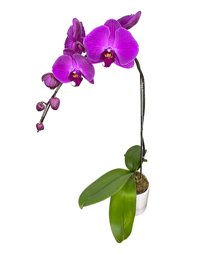 Single Purple Phalaenopsis Orchid