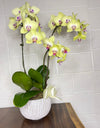 Yellow Phalaenopsis in Ceremic Vase