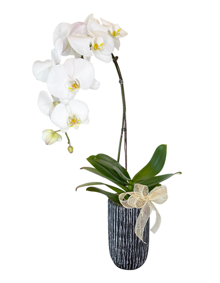 Single White Phalaenopsis Orchid in tall ceramic vase