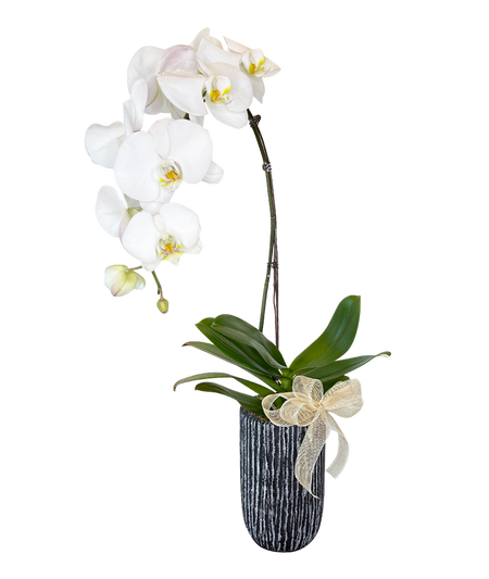 Single White Phalaenopsis Orchid in tall ceramic vase