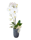 Single White Phalaenopsis Orchid in Tall ceramic pot