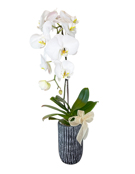Single White Phalaenopsis Orchid in tall ceramic vase