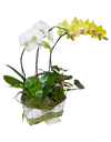 Twin Phalaenopsis (White & Yellow )