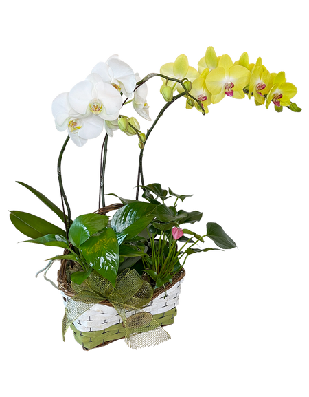 Twin Phalaenopsis (White & Yellow )