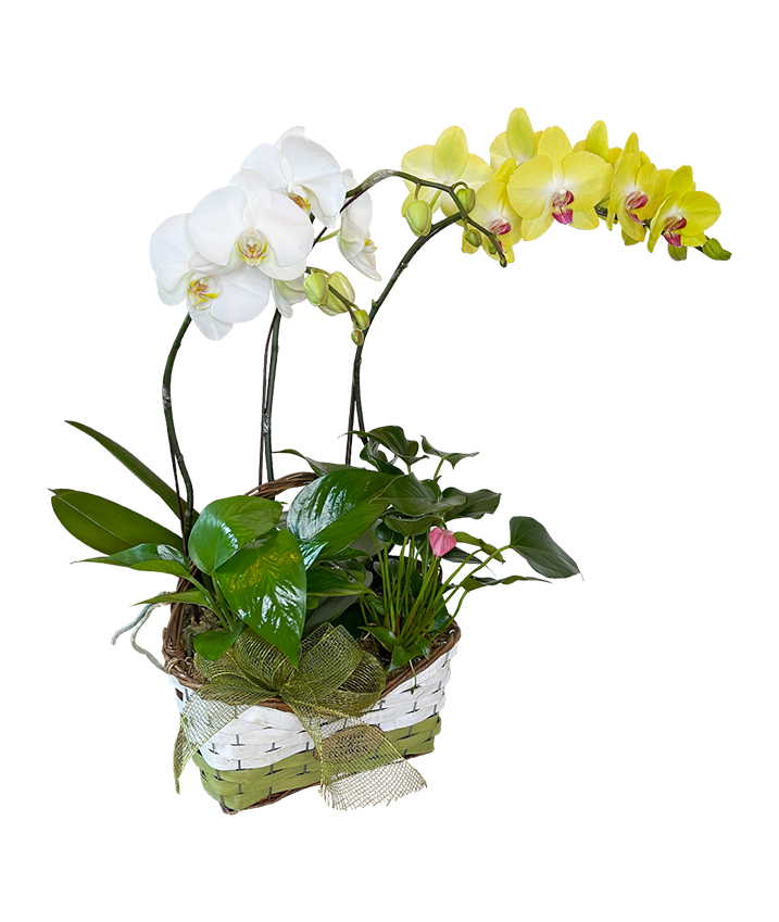 Twin Phalaenopsis (White & Yellow )