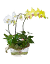 Twin Phalaenopsis (White & Yellow )