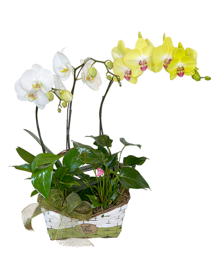 Twin Phalaenopsis (White & Yellow )