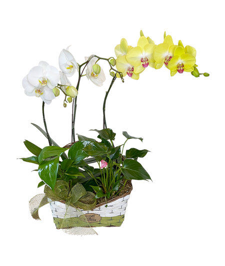 Twin Phalaenopsis (White & Yellow )